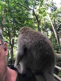 Affe sitzt auf meiner Schulter