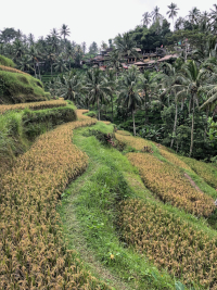 Reisfelder befinden sich im Dschungel an einem Hang.