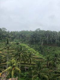 Reisfelder befinden sich im Dschungel an einem Hang.