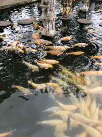 Die Becken waren alle mit Fischen überfüllt.